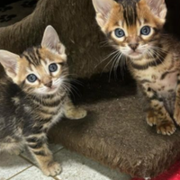 Cuccioli gatto del bengala