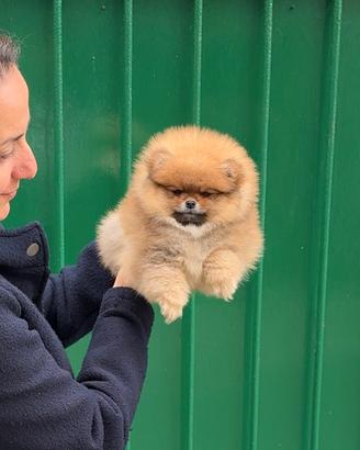 Pomerania fulvo maschio