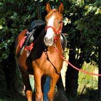 Cavalla (cavallo del Ventasso)