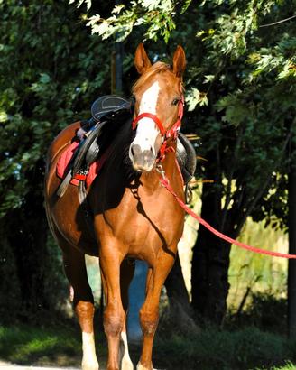 Cavalla (cavallo del Ventasso)