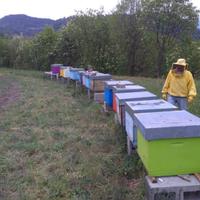 Nuclei api con regina 2025 - Tremosine sul Garda