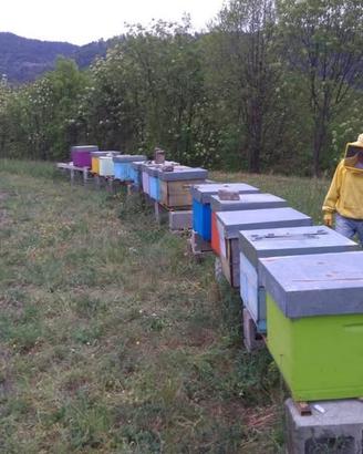 Nuclei api con regina 2025 - Tremosine sul Garda