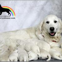 Golden Retriever cuccioli di alta genealogia