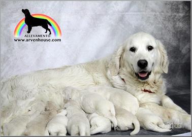 Golden Retriever cuccioli di alta genealogia