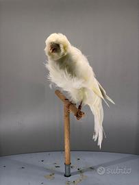 Agi e arricciati del nord