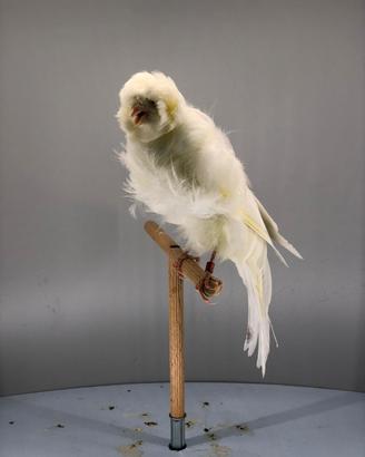 Agi e arricciati del nord