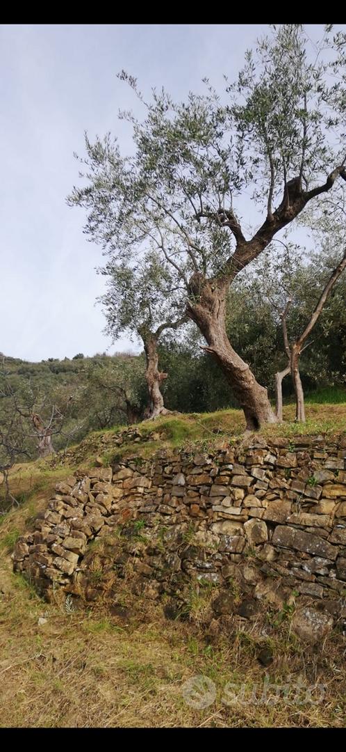 Terreno con ulivi - Vista 2