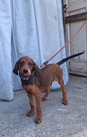 Cucciolo Dachsbrak