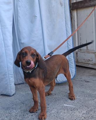 Cucciolo Dachsbrak