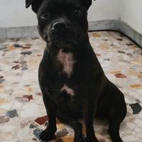 Staffordshire prontA per la monta