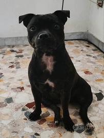 Staffordshire prontA per la monta