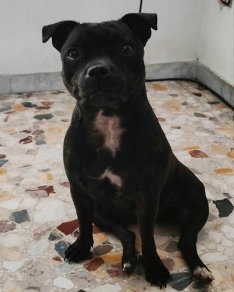 Staffordshire prontA per la monta