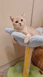 Meravigliosi cuccioli British e Scottish Fold