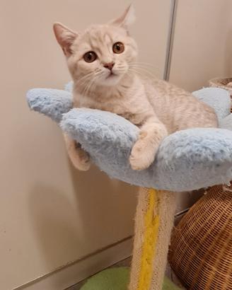 Meravigliosi cuccioli British e Scottish Fold