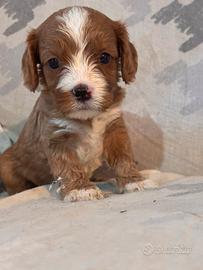 Cuccioli di cane CavaPoo