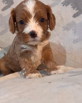 Cuccioli di cane CavaPoo