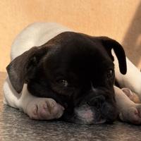 Bulldog francese