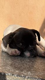 Bulldog francese