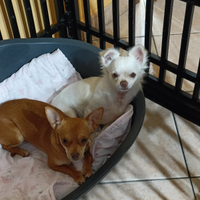 Chihuahua femmina originali