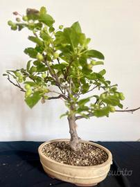 meraviglioso bonsai di melo fiorito