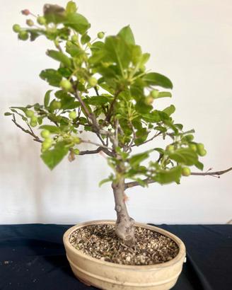 meraviglioso bonsai di melo fiorito