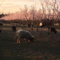Pecore nane d'Ouessant