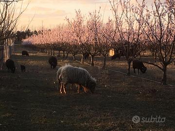 Pecore nane d'Ouessant