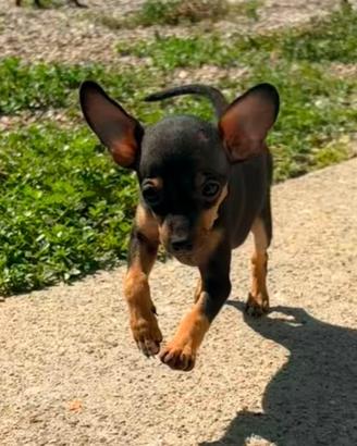 Cuccioli Pincher