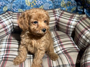 Barboncina Toy Red con Pedigree Enci