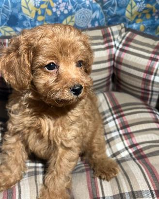 Barboncina Toy Red con Pedigree Enci
