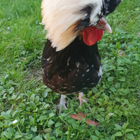 Gallo padovano