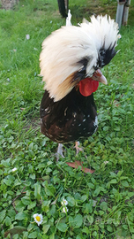 Gallo padovano