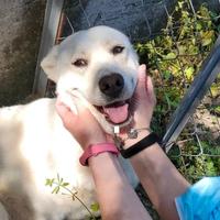 Labrador mix in adozione