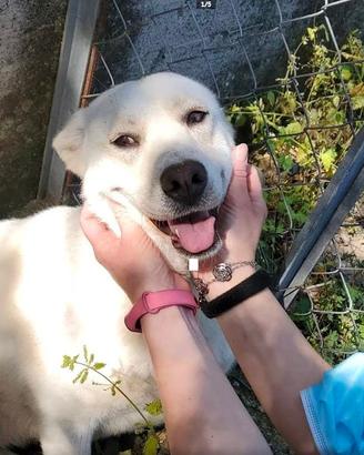 Labrador mix in adozione