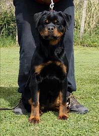 Rottweiler cucciola