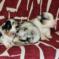Pastore Australiano con Pedigree ENCI