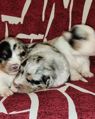 Pastore Australiano con Pedigree ENCI