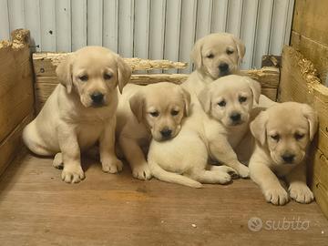 Cuccioli di labrador di 60 giorni