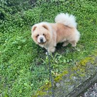 Chow chow maschio per accoppiamento