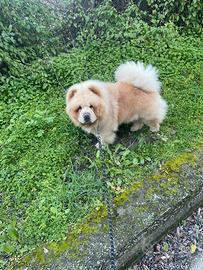 Chow chow maschio per accoppiamento