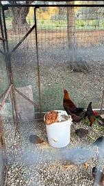 Gallo siciliano gallo amrock