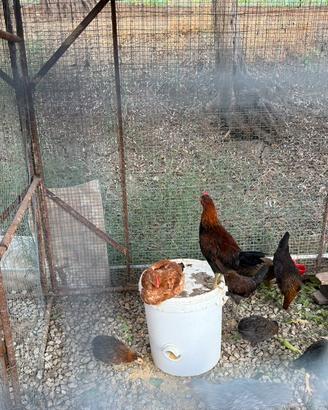 Gallo siciliano gallo amrock