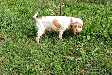 Cocker Spaniel Inglese Femmina Pedigree