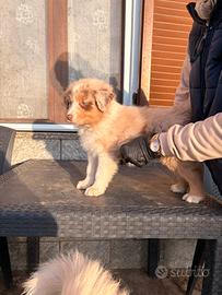 Cuccioli di Pastore Australiano