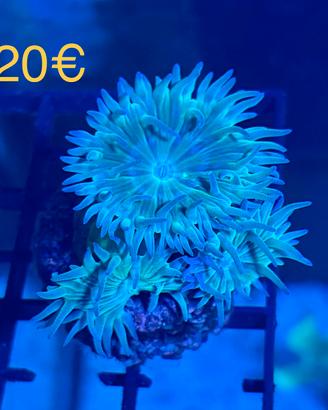 Talee coralli acquario marino