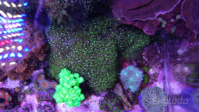 Roccia Clavularia Virdis corallo facile gestione