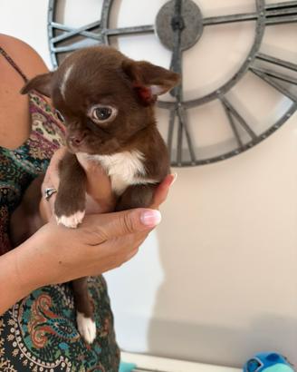 Chihuahua con Pedigree Enci