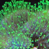 Sarco polipi lunghi verdi