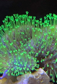 Sarco polipi lunghi verdi