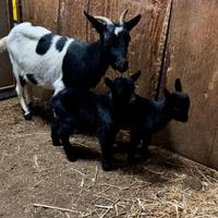 Capretta nana con figli